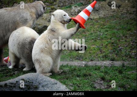 Die jungen Eisbär-Zwillinge Nela und Nobby feiern gemeinsam mit Mutter Giovanna im Zoo Hellabrunn ihren 1. Geburtstag. Das Bild zeigt die Tiere, die den Geburtstagskuchen essen und mit Straßenhüten spielen. [Automatisierte Übersetzung] Stockfoto