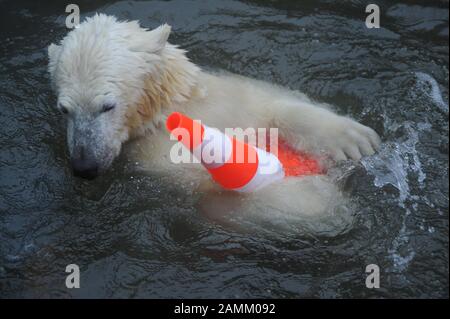 Die jungen Eisbär-Zwillinge Nela und Nobby feiern gemeinsam mit Mutter Giovanna im Zoo Hellabrunn ihren 1. Geburtstag. Das Bild zeigt eines der Tiere, das mit einem Straßenhut spielt. [Automatisierte Übersetzung] Stockfoto