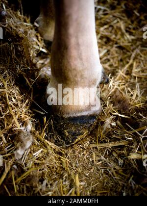 Kuhfitter und Jungbauerin Nicole Nägele stilt für eine Tierschau eine Kuh aus ihrer Heimatscheune in Seeg im Ostallbräu. Das Bild zeigt einen gepfeilten Huf. [Automatisierte Übersetzung] Stockfoto