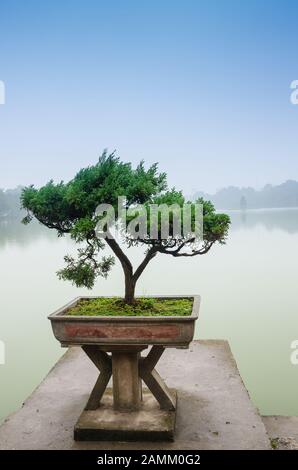 Japanischer Bonsai-Baum im Topf am Zen-Garten. Bonsai ist eine japanische Kunstform, die Bäume verwendet, die in Behältern angebaut werden. Stockfoto