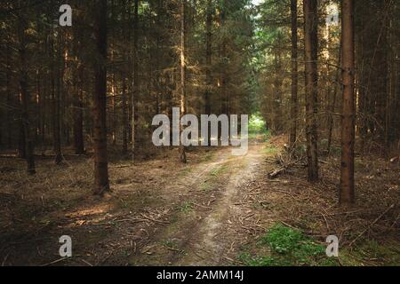 Straße durch einen Nadelwald mit abgebrochenen Ästen, Blick auf den Sommer Stockfoto