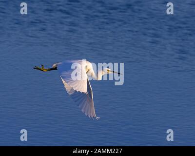 Little Egret Egretta garzetta an der Nordküste Norfolks Stockfoto