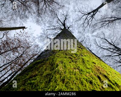 Blick in die grünen Baumwipfel der Riesenbuchen im Naturschutzgebiet Kleinengelein im Steigerwald. [Automatisierte Übersetzung] Stockfoto