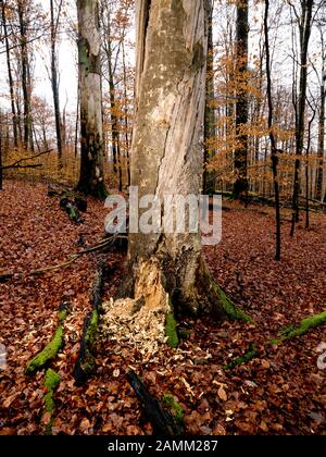 Toter Baumstamm im Naturschutzgebiet "Kleinengelein" im Steigerwald. [Automatisierte Übersetzung] Stockfoto