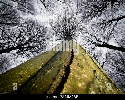 Blick in die grünen Baumwipfel der Riesenbuchen im Naturschutzgebiet Kleinengelein im Steigerwald. [Automatisierte Übersetzung] Stockfoto