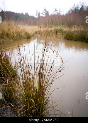 Ein Waldsee im Naturschutzgebiet "Kleinengelein" im Steigerwald. [Automatisierte Übersetzung] Stockfoto