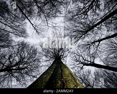 Blick in die grünen Baumwipfel der Riesenbuchen im Naturschutzgebiet Kleinengelein im Steigerwald. [Automatisierte Übersetzung] Stockfoto