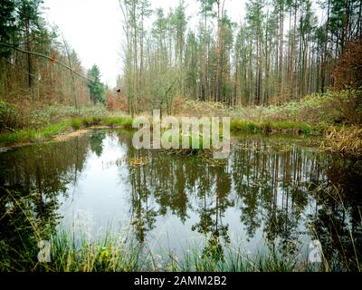 Ein Waldsee im Naturschutzgebiet "Kleinengelein" im Steigerwald. [Automatisierte Übersetzung] Stockfoto