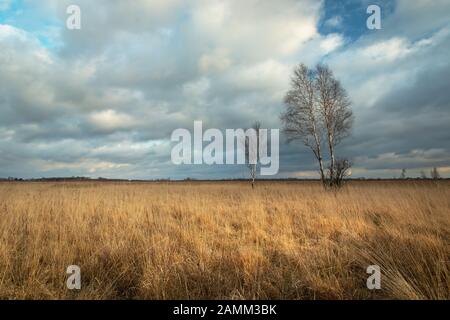 Hohes Trockenrasen auf der Wiese, Birken und dynamische Wolken am Himmel, Blick auf einen novembertag Stockfoto