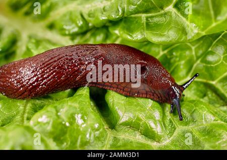 Der spanische Schlager (Arion vulgaris, syn. Arion lusitanikus auctt. Non Mabille), auch Kapuzenschlumpf, Großschlumpf oder Lusitansche Schleppe genannt, ist ein 8 bis 12 Zentimeter langer Nudizweig, er gehört zur Ordnung der Lungenschleuder (Pulmonata). In Küchengärten und landwirtschaftlichen Flächen ist die nach Mitteleuropa eingeführte Schnecke eine große Plage. [Automatisierte Übersetzung] Stockfoto