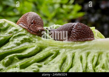 Der spanische Schlager (Arion vulgaris, syn. Arion lusitanikus auctt. Non Mabille), auch Kapuzenschlumpf, Großschlumpf oder Lusitansche Schleppe genannt, ist ein 8 bis 12 Zentimeter langer Nudizweig, er gehört zur Ordnung der Lungenschleuder (Pulmonata). In Küchengärten und landwirtschaftlichen Flächen ist die nach Mitteleuropa eingeführte Schnecke eine große Plage. [Automatisierte Übersetzung] Stockfoto