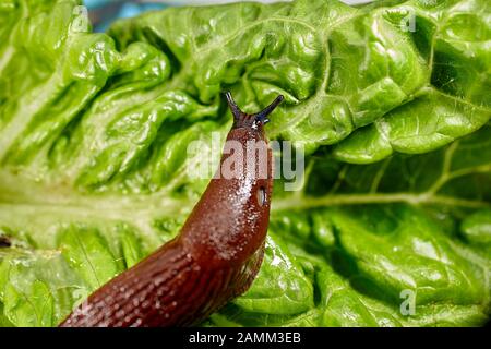 Der spanische Schlager (Arion vulgaris, syn. Arion lusitanikus auctt. Non Mabille), auch Kapuzenschlumpf, Großschlumpf oder Lusitansche Schleppe genannt, ist ein 8 bis 12 Zentimeter langer Nudizweig, er gehört zur Ordnung der Lungenschleuder (Pulmonata). In Küchengärten und landwirtschaftlichen Flächen ist die nach Mitteleuropa eingeführte Schnecke eine große Plage. [Automatisierte Übersetzung] Stockfoto