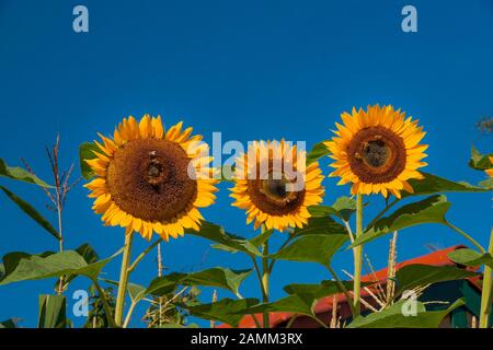 Die Sonnenblume wird von einer Biene, Pflanze und einem Tierleben bestäubt [automatisierte Übersetzung] Stockfoto