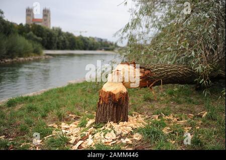 Zwischen Reichenbachbrücke und Wittelsbrücke hat ein Biber einen Baum an der Isar gefällt. [Automatisierte Übersetzung] Stockfoto