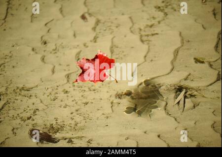 Ein herbstes rotes Blatt schwebt in einem Bach im Englischen Garten. [Automatisierte Übersetzung] Stockfoto