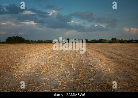 Feld nach dem Schneiden des Maises Wolken am Himmel Stockfoto