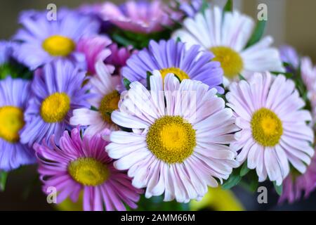 Wunderschöne Wildblumen, fotografiert unter natürlichem Licht Stockfoto