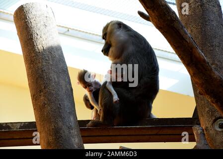 Drill-Monkey-Mutter Afi mit ihrem Zwillingsprössling im Münchner Zoo Hellabrunn. [Automatisierte Übersetzung] Stockfoto