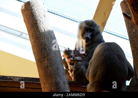 Drill-Monkey-Mutter Afi mit ihrem Zwillingsprössling im Münchner Zoo Hellabrunn. [Automatisierte Übersetzung] Stockfoto