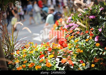 Pflanzmaschinen in der Neuhauser Straße in der Münchner Fußgängerzone. [Automatisierte Übersetzung] Stockfoto