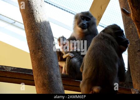 Drill-Monkey-Mutter Afi mit ihrem Zwillingsprössling im Münchner Zoo Hellabrunn. [Automatisierte Übersetzung] Stockfoto