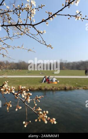 Ein blühender Strauch im Englischen Garten in München. [Automatisierte Übersetzung] Stockfoto