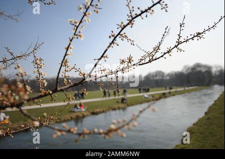 Ein blühender Strauch im Englischen Garten in München. [Automatisierte Übersetzung] Stockfoto