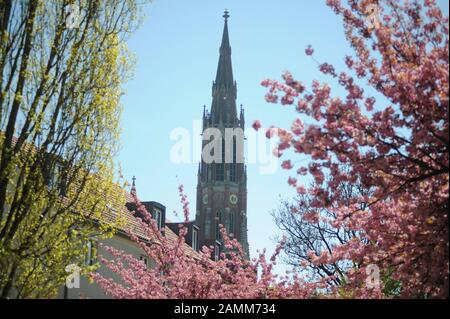 Blühende Bäume im Münchner Stadtteil Giesing. Im Hintergrund sieht man die Heilig-Kreuz-Kirche. [Automatisierte Übersetzung] Stockfoto