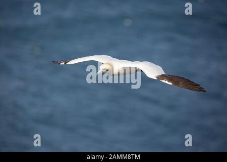 Vorderansicht Nahaufnahme des wilden UK nördlichen Gantet Seabird (Morus bassanus) isoliert im Mittelflug. Gannet flieht tief über das Meer, Sommersonne. Stockfoto