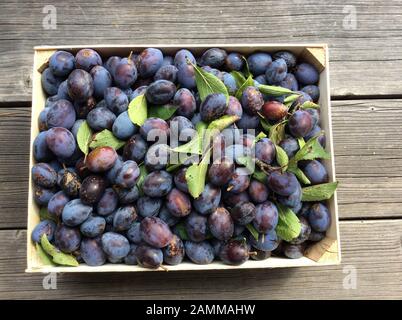 Blick von oben geerntete Bio-Pflaumen auf dem Bauernmarkt in Holzkiste bei Deggendorff, Bayerischer Wald, Niederbayern, Deutschland [automatisierte Übersetzung] Stockfoto