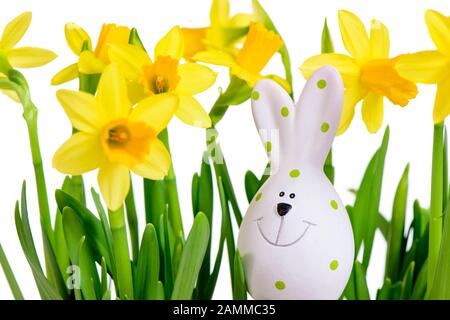 Narzissen mit Osterhase als Begrüßung für Ostern [automatisierte Übersetzung] Stockfoto