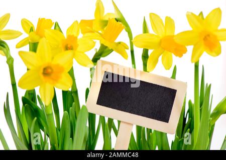 Narzissen mit leerem Schild als Begrüßung zu Ostern [automatisierte Übersetzung] Stockfoto