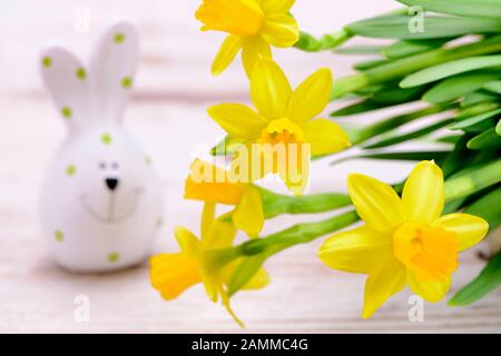 Narzissen mit Osterhase als Begrüßung für Ostern [automatisierte Übersetzung] Stockfoto