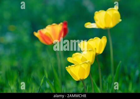 Tulip - Tulipa - Frühlings-blühende Pflanzen in Gärten oder Parks [automatisierte Übersetzung] Stockfoto