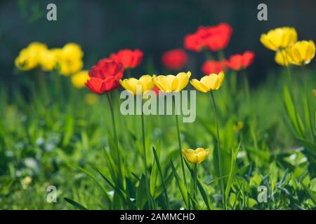 Tulip - Tulipa - Frühlings-blühende Pflanzen in Gärten oder Parks [automatisierte Übersetzung] Stockfoto