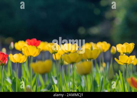 Tulip - Tulipa - Frühlings-blühende Pflanzen in Gärten oder Parks [automatisierte Übersetzung] Stockfoto