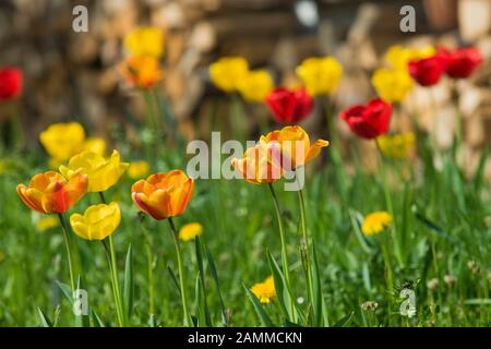 Tulip - Tulipa - Frühlings-blühende Pflanzen in Gärten oder Parks [automatisierte Übersetzung] Stockfoto