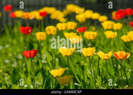 Tulip - Tulipa - Frühlings-blühende Pflanzen in Gärten oder Parks [automatisierte Übersetzung] Stockfoto