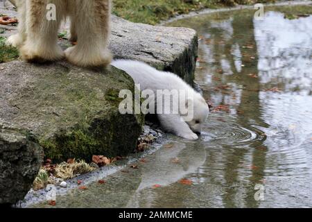 Kleiner Eisbär Q mit ihrer Eisbärmutter Giovanna im Freigehege des Hellabrunner Zoos in München. [Automatisierte Übersetzung] Stockfoto