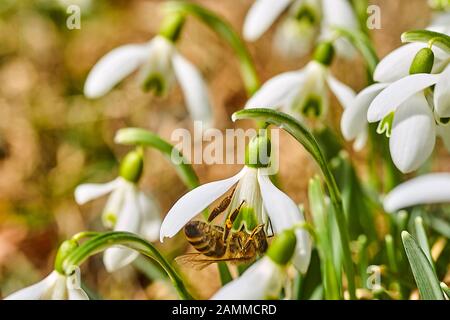 Schneefall mit erster Biene, im Pfarrgarten bei St. Michael in Gaißach-Dorf, 27.02.2017 [automatisierte Übersetzung] Stockfoto