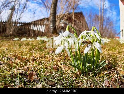 Snowdrop mit erster Biene, im Pfarrgarten bei St. Michael in Gaißach-Dorf, 27.02.2017 [automatisierte Übersetzung] Stockfoto