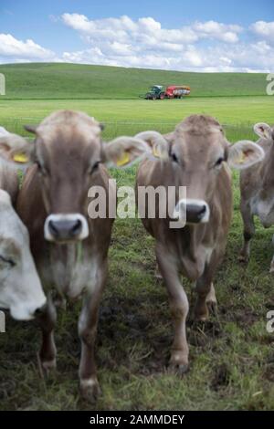 Im Vordergrund: Milchkühe auf der Weide. Im Hintergrund: Bauer Haggenmüller fährt mit seinem Traktor in frisch geschnittenem Gras, um die Kühe in der Scheune zu füttern. Der Hof des Landwirts Willi-Haggenmüller befindet sich in Winnings, einem Stadtteil von Wiggensbach im Landkreis Oberallbräu (Bayern). Der Hof befindet sich seit vielen Generationen im Familienbesitz. Nun geht diese Tradition zu Ende - mangels eines Nachfolgers. [Automatisierte Übersetzung] Stockfoto