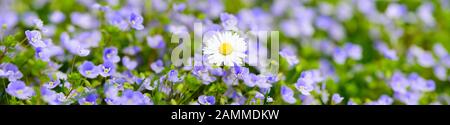 Bunte Blumenwiese im Frühjahr mit Forget-me-not und Gänseblümchen [automatisierte Übersetzung] Stockfoto