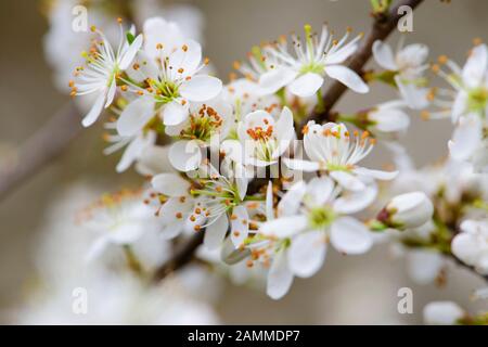 Blühender Strauch im Frühjahr [automatisierte Übersetzung] Stockfoto