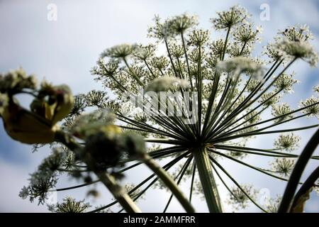 Riesenhogweed (Heracleum mantegazzianum oder Heracleum giganteum) am Rande von Fussbergmoos nahe der Moos-Alm in Esting. [Automatisierte Übersetzung] Stockfoto