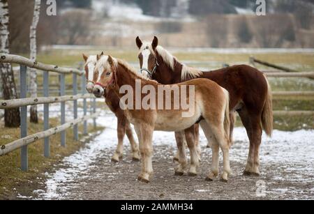 Junge Pferde auf einer Weide des Bayerischen Main- und Landesgestüts Schwaiganger bei Ohlstadt, [automatisierte Übersetzung] Stockfoto