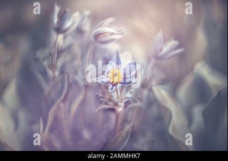 Junge, blühende Pulsatilla patens, die aus der unterjährigen Laube im Quellwald entstanden ist. Retro-Look, getönt. Hintergrund. Stockfoto