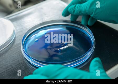 Studenten in einem Laborpraktikum an der Münchner Schule für Biotechnik in molekularbiologischer Arbeit [automatisierte Übersetzung] Stockfoto