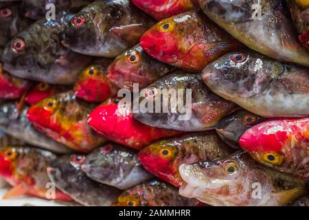 Fisch auf dem Fischmarkt in Catania [automatisierte Übersetzung] Stockfoto