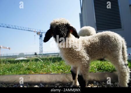 Zwei Tiere aus der Herde der Walliser Schwarznasenschafe vom Hirten Nikolas Fricke auf dem grünen Dach Von Werk 3 im Pflanzenquartier am Ostbahnhof. [Automatisierte Übersetzung] Stockfoto